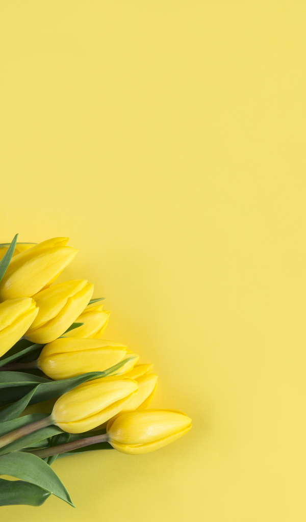 Букет желтых тюльпанов в бумаге на желтом фоне