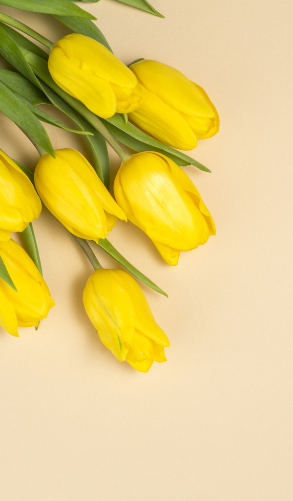 Букет желтых тюльпанов на бежевом фоне, шаблон 
