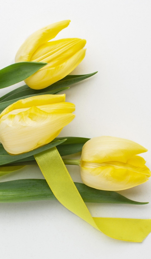 Букет желтых тюльпанов с ленточкой на сером фоне