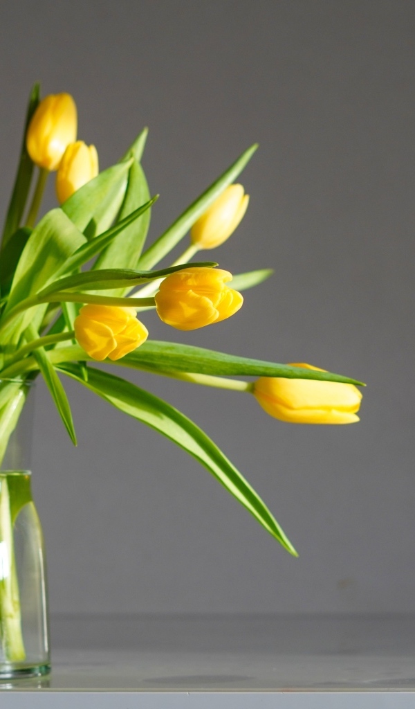 Букет желтых тюпанов с стеклянной вазе на сером фоне