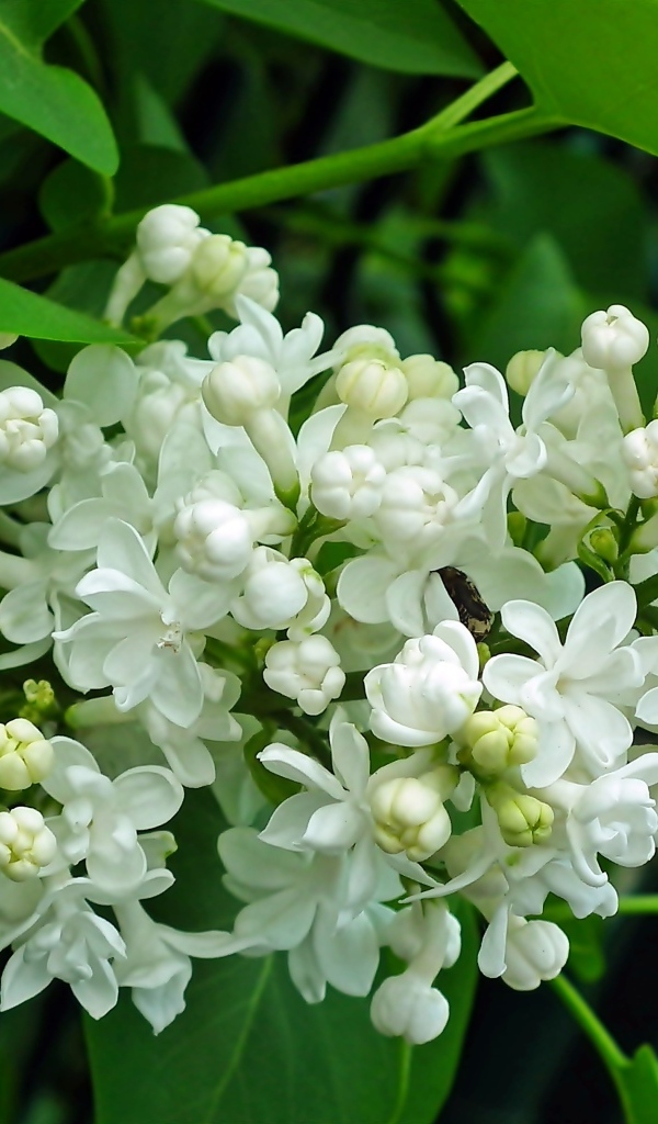 Ветка с нежными белыми цветами сирени