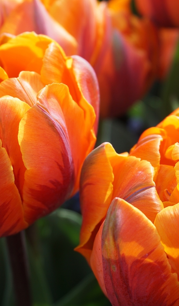 Яркие оранжевые тюльпаны крупным планом