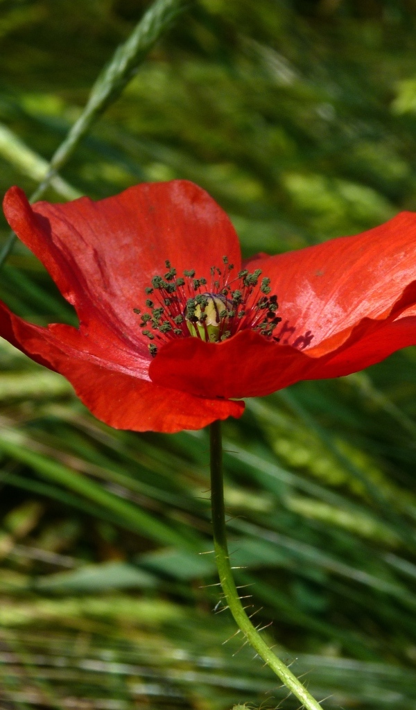 Яркий алый мак в зеленой траве вблизи