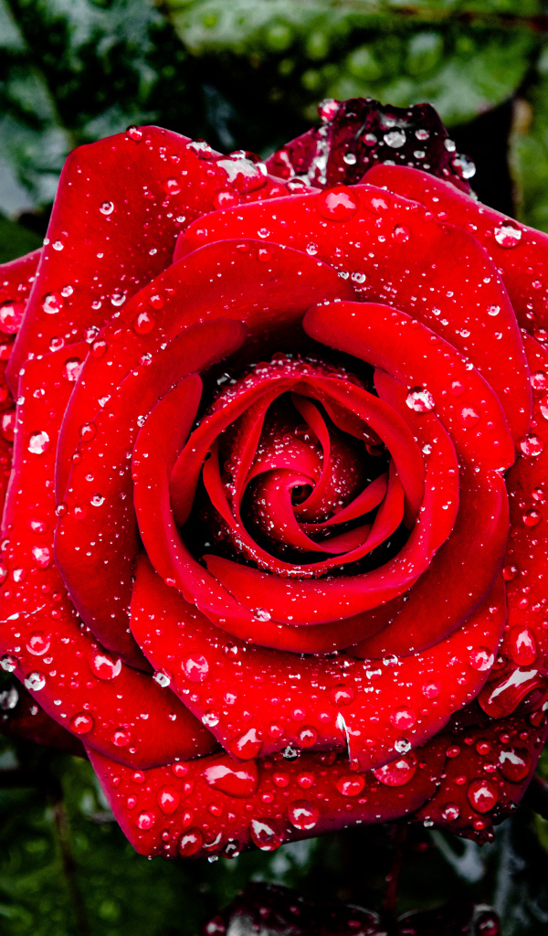 Яркая алая роза в каплях дождя с зелеными листьями