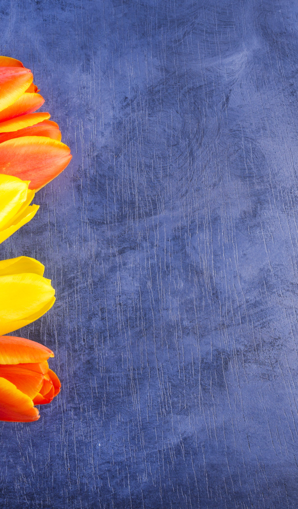 Яркие тюльпаны на синем фоне