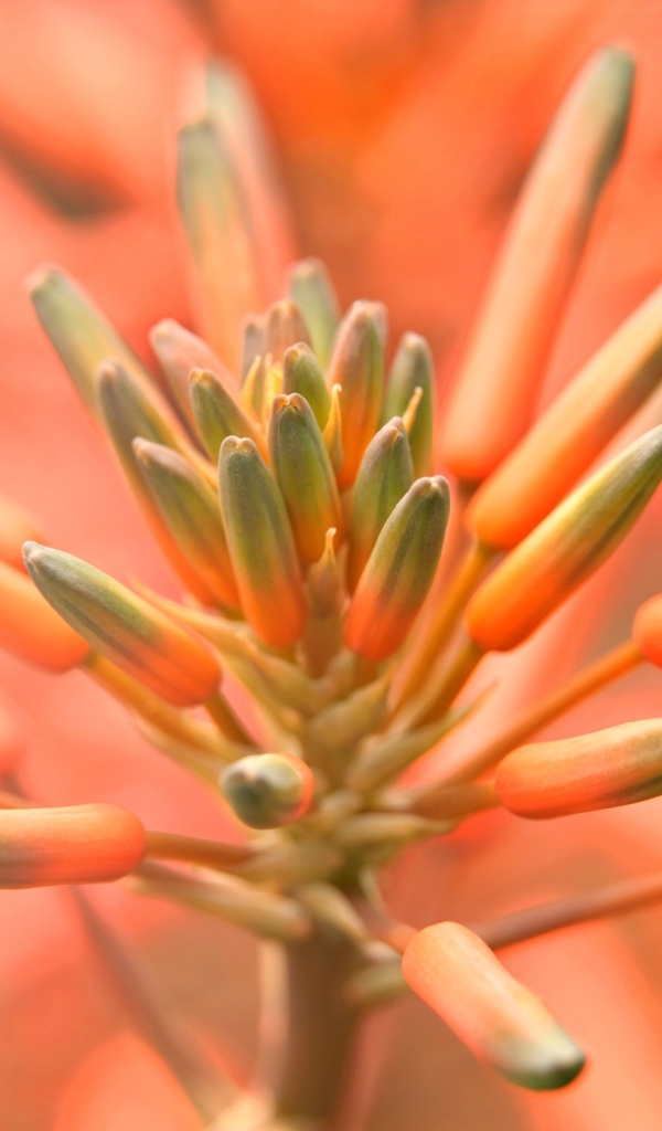 Бутоны оранжевого комнатного цветка лилии