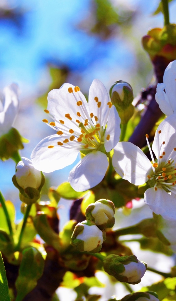 Ветка вишни с цветами в лучах солнца весной