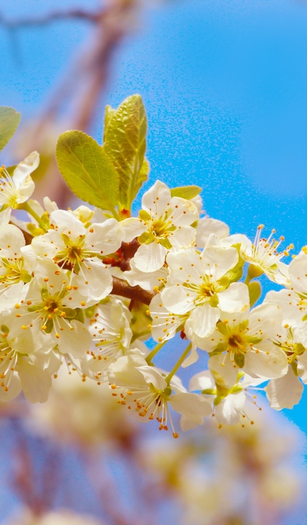 Ветка черешни с крупными цветами на фоне неба