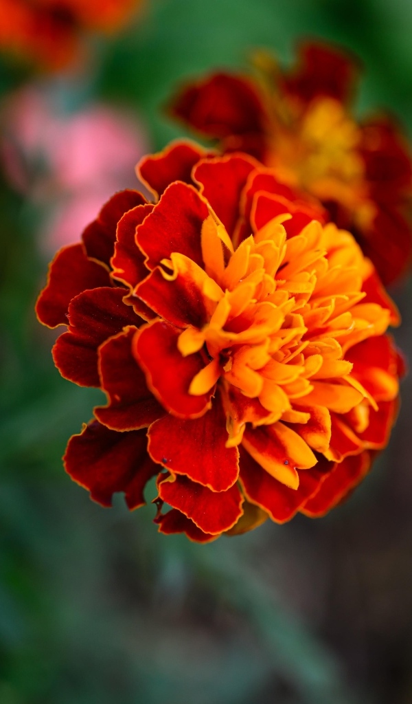 Цветок садового бархатца крупным планом