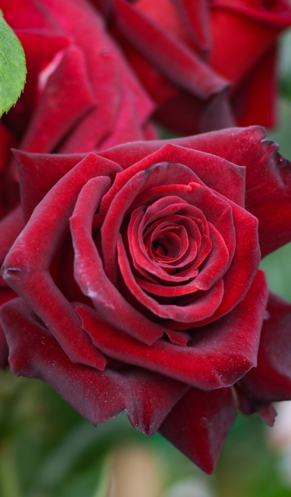 Бордовые чайные розы на клумбе крупным планом