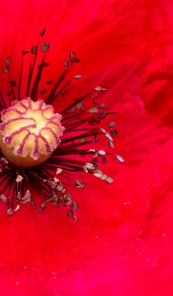 Серединка большого красного мака крупным планом