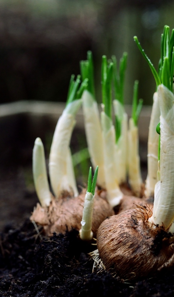 Цветы крокуса с зелеными листьями крупным планом