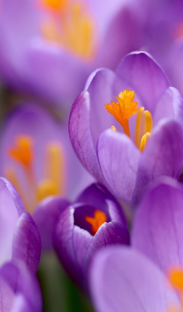 Крокусы на клумбе крупным планом