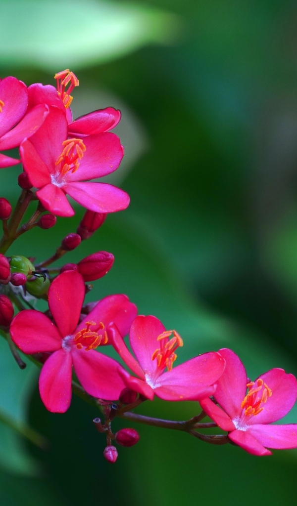 Милые розовые цветы перегринас крупным планом