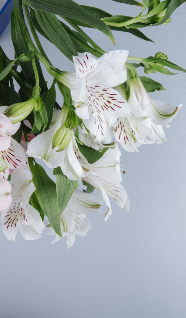 Нежные цветы альстромерии на сером фоне