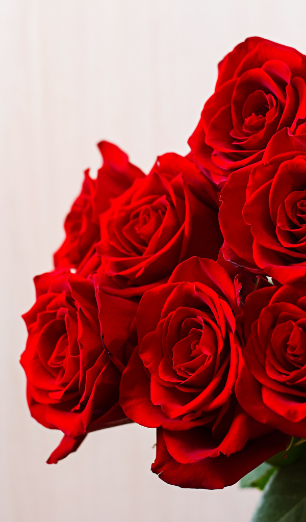 Нежные красивые красные розы на сером фоне