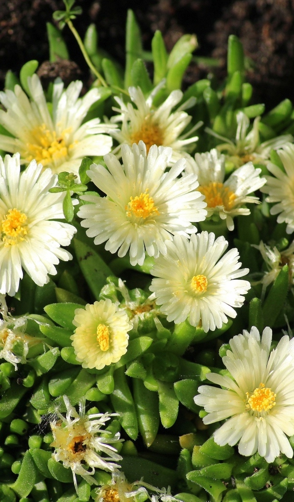 Нежные садовые цветы очиток на клумбе