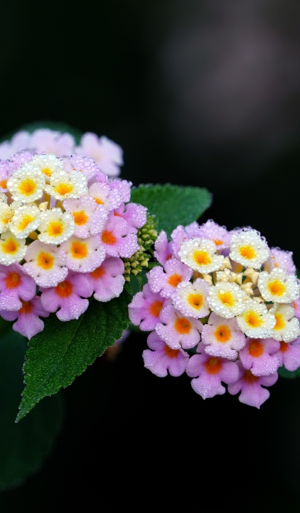 Нежные сиреневые цветы лантана