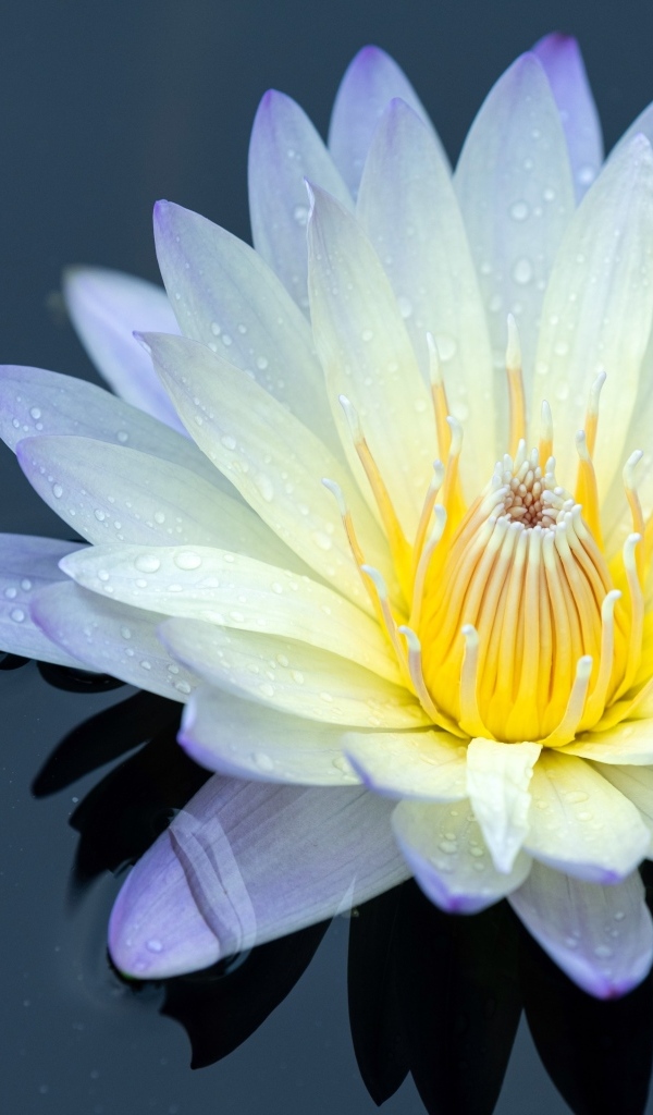 Нежный цветок лотоса в черной холодной воде