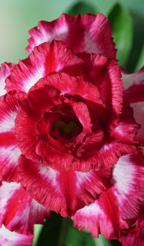 Нежные лепестки цветка адениум