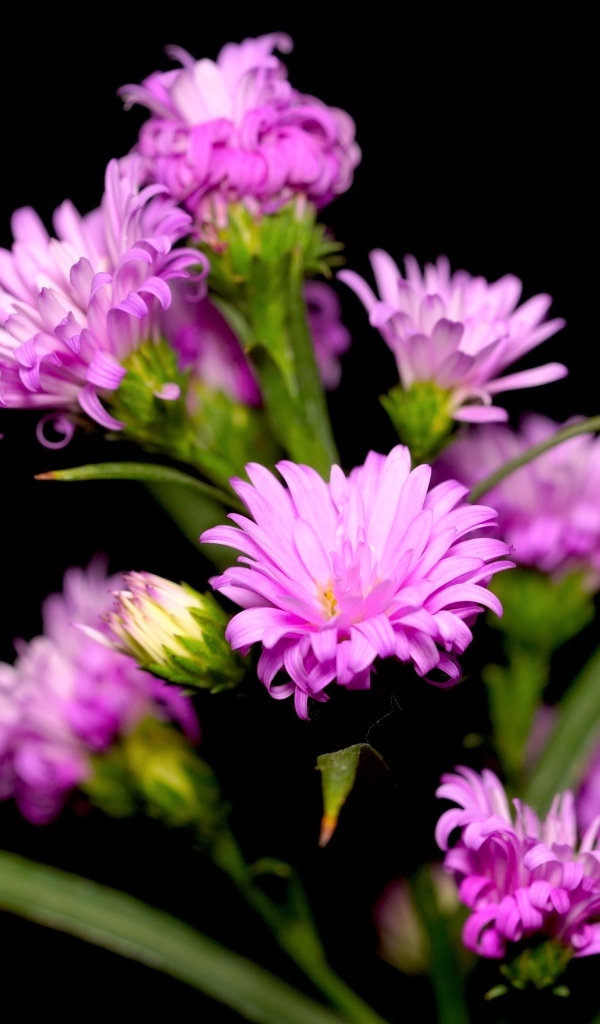 Нежные розовые цветы сентябринка на черном фоне