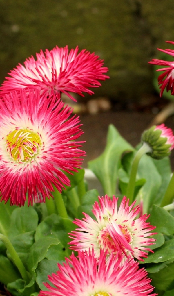 Нежные розовые маргаритки крупным планом