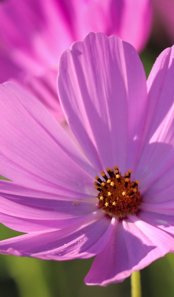 Нежный розовый садовый цветок космея в лучах солнца