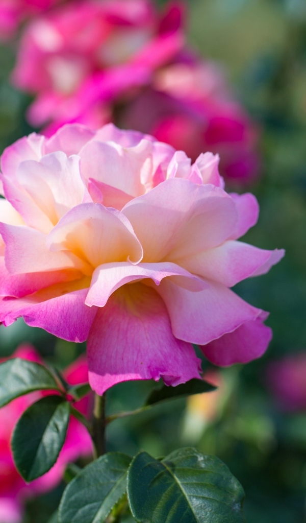 Нежные розовые розы на клумбе в парке