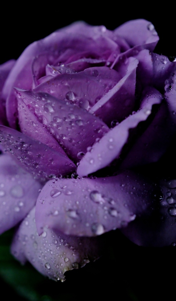 Нежная фиолетовая роза в каплях росы