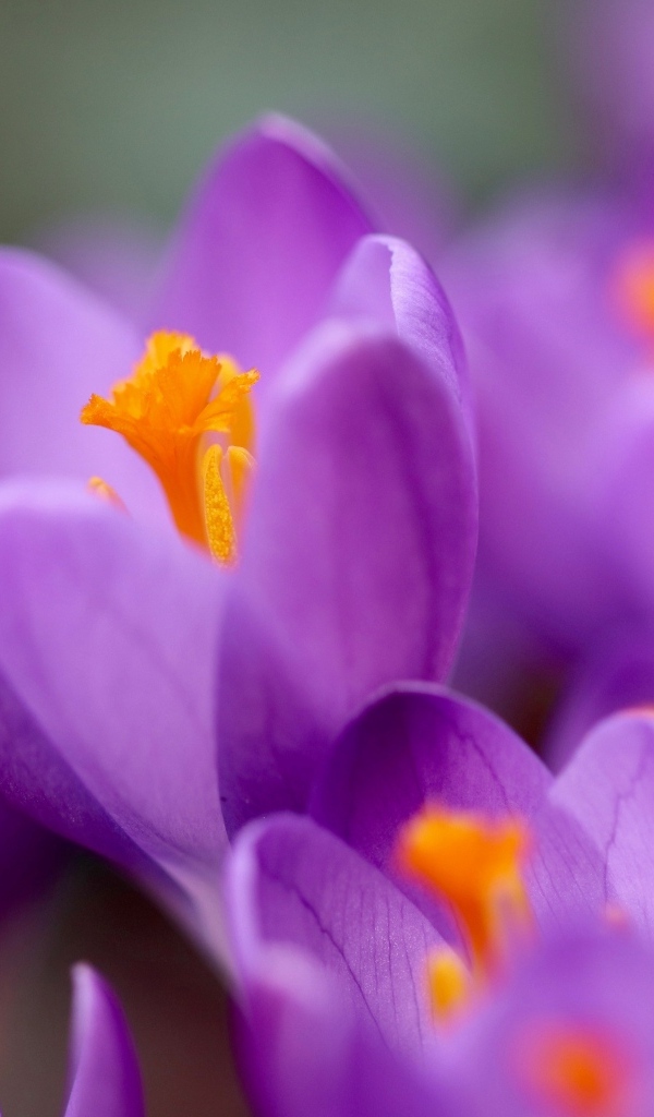 Нежные маленькие лепестки фиолетового крокуса