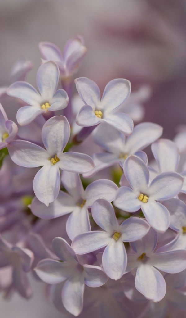 Нежные весенние цветы сирени