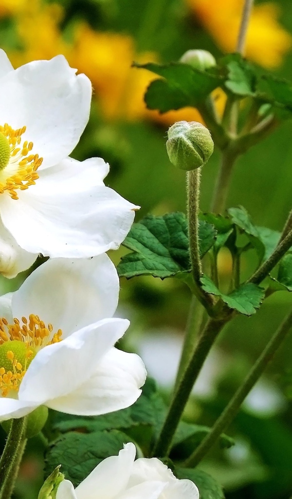 Нежные белые цветы анемоны с бутонами