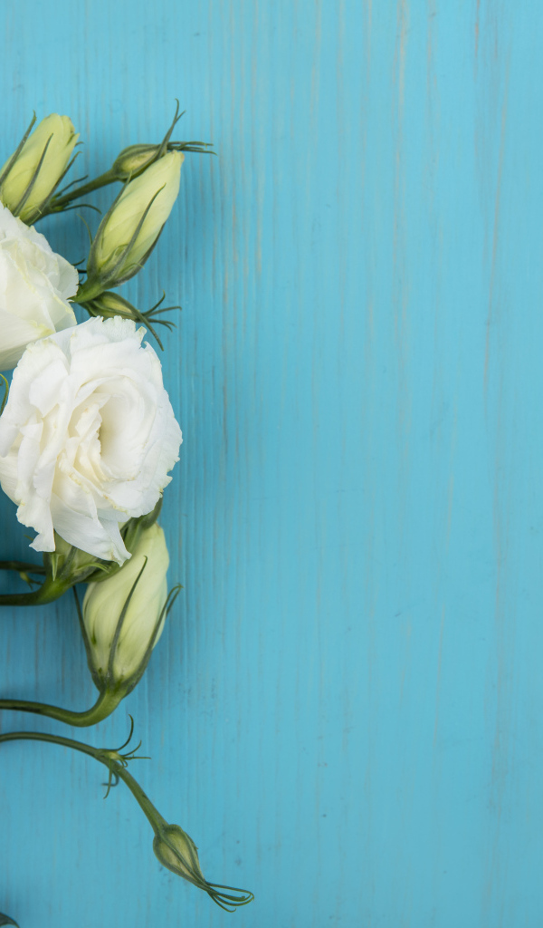 Нежная белая эустома на голубом фоне