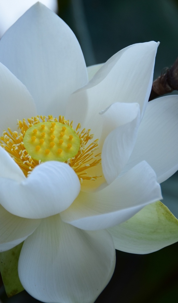 Нежный белый цветок лотоса крупным планом