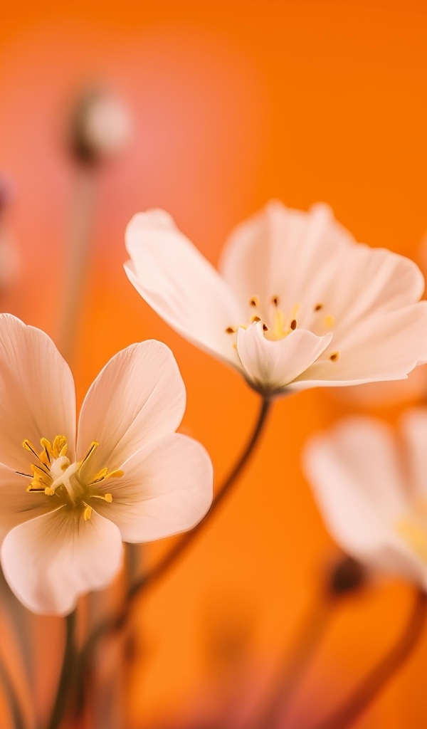 Нежные белые маленькие цветы на оранжевом фоне