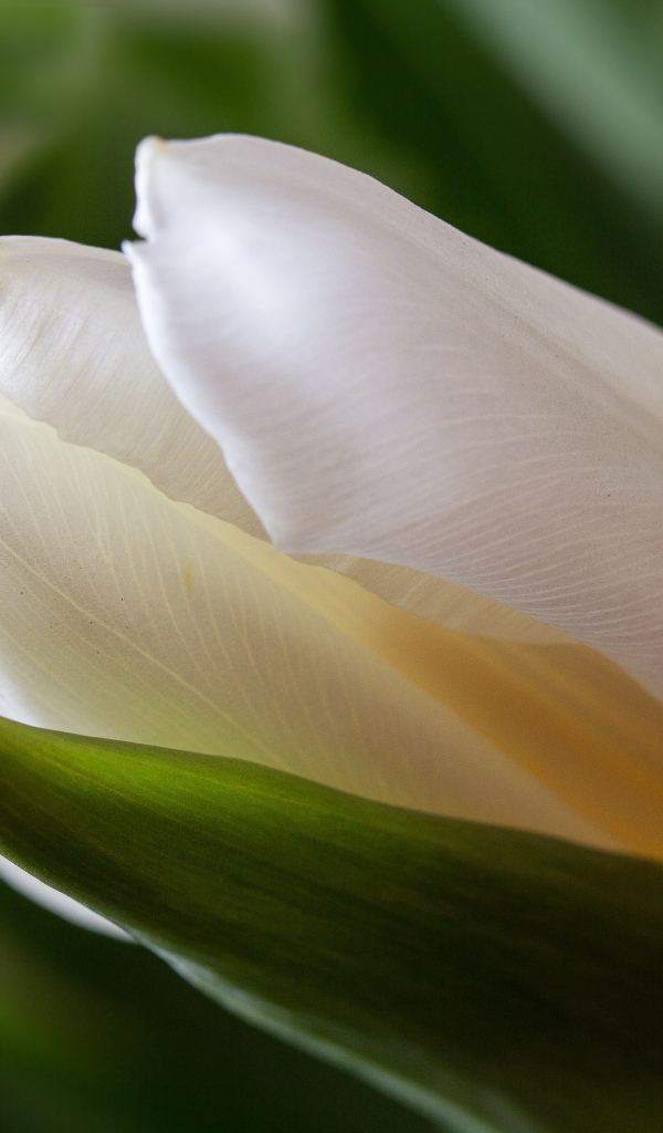 Нежный белый тюльпан с зелеными листьями