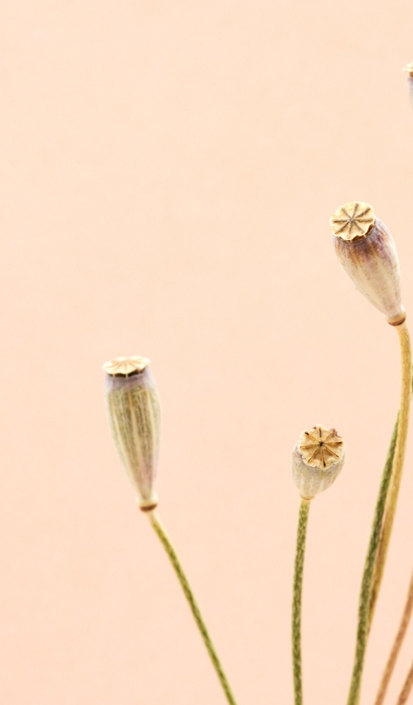 Высушенные отцветшие цветы на бежевом фоне