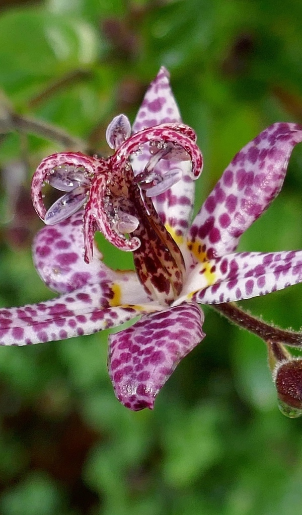 Экзотический пятнистый цветок орхидеи