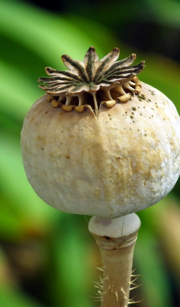 Отцветший мак крупным планом 