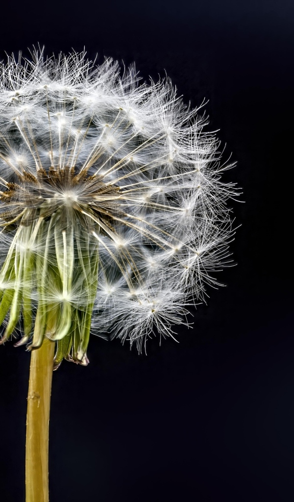 Отцветший белый одуванчик на черном фоне
