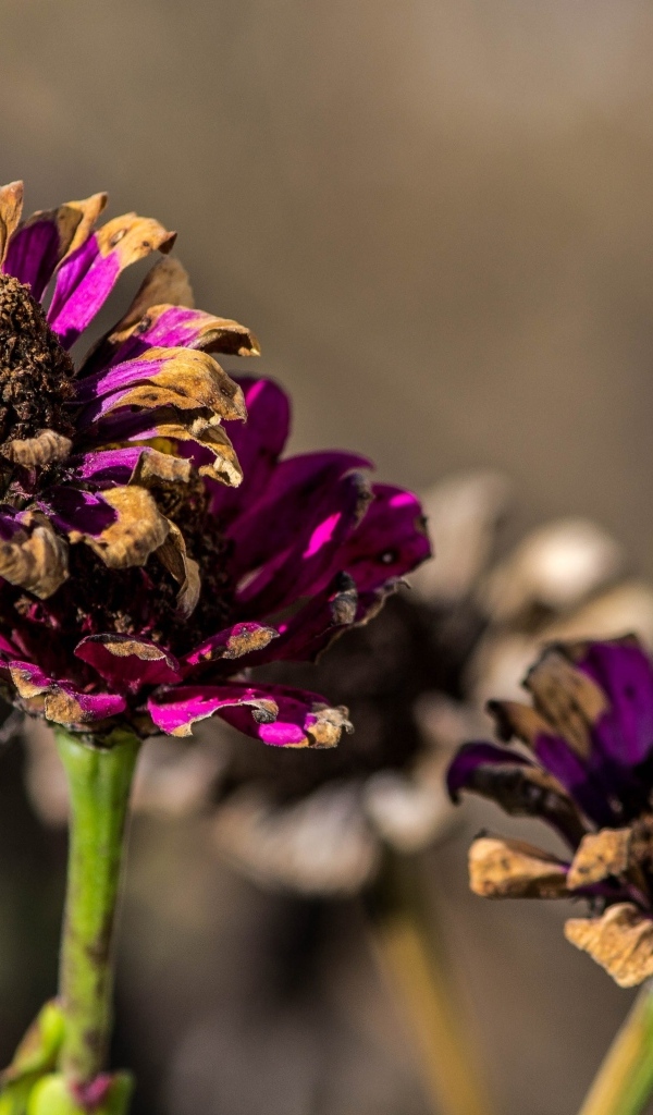 Отцветшие цветы циннии 