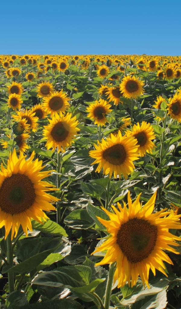 Поле больших цветущих подсолнухов под голубым небом