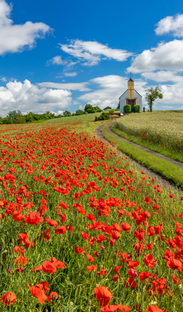 Поле красных маков под голубым небом с белыми облаками