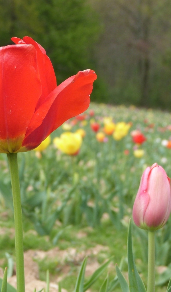 Поле с разноцветными тюльпанами в начале весны