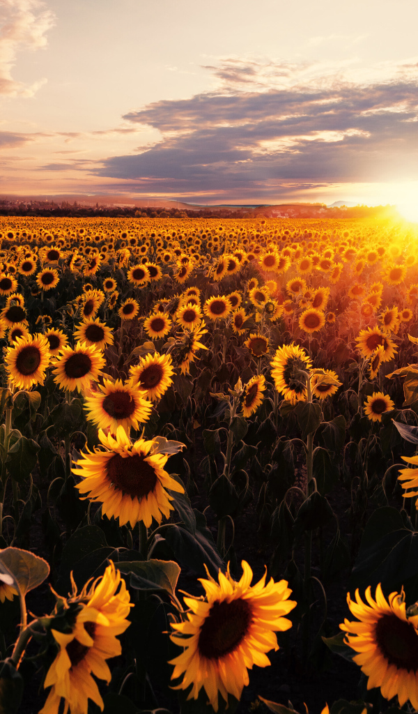 Поле с желтыми подсолнухами в лучах солнца на закате
