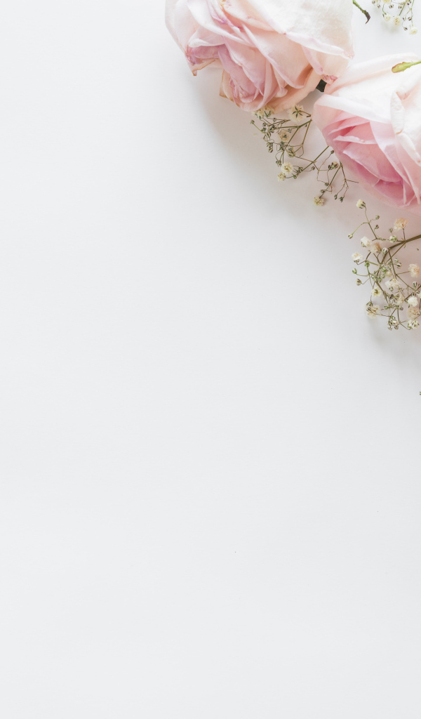 Пять розовых роз с гипсофилой на белом фоне