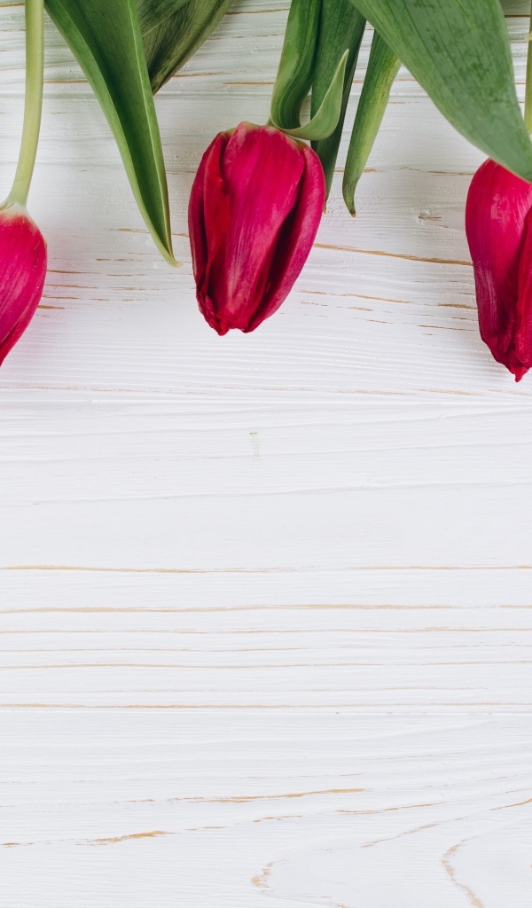 Пять красных тюльпанов на белом фоне