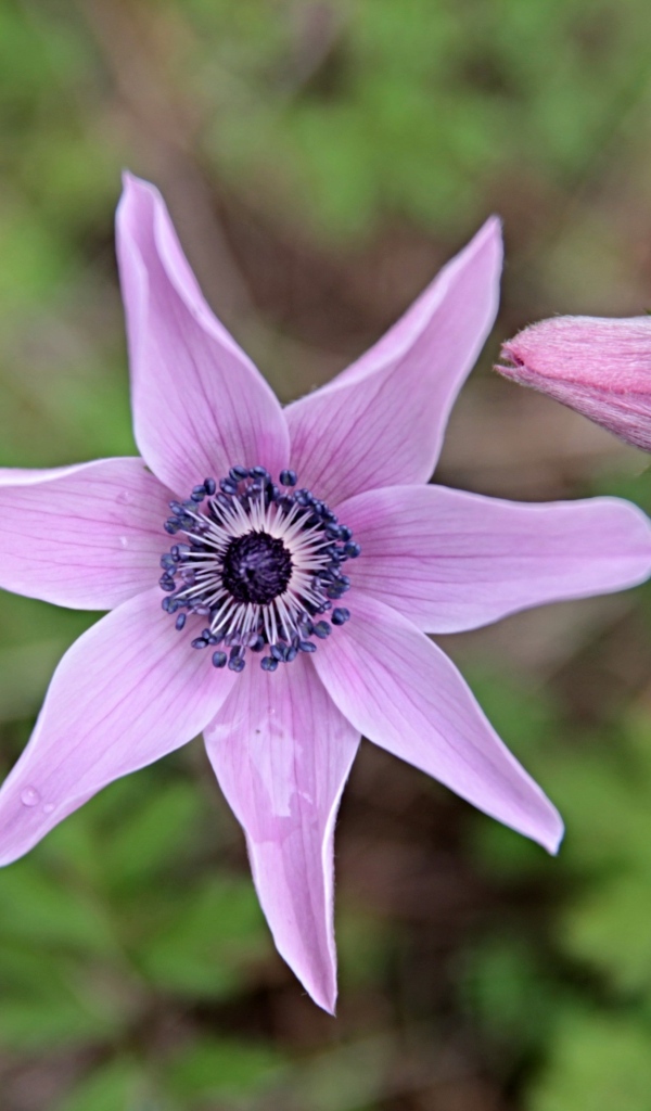 Лесной цветок анемона с бутоном крупным планом