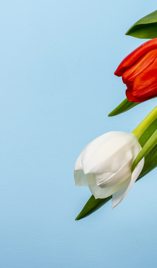 Четыре тюльпана на голубом фоне