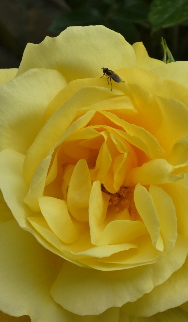 Ароматная садовая желтая роза с мухой